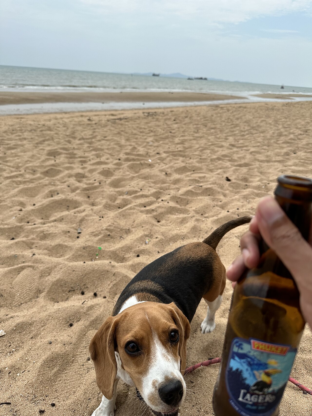 Beer