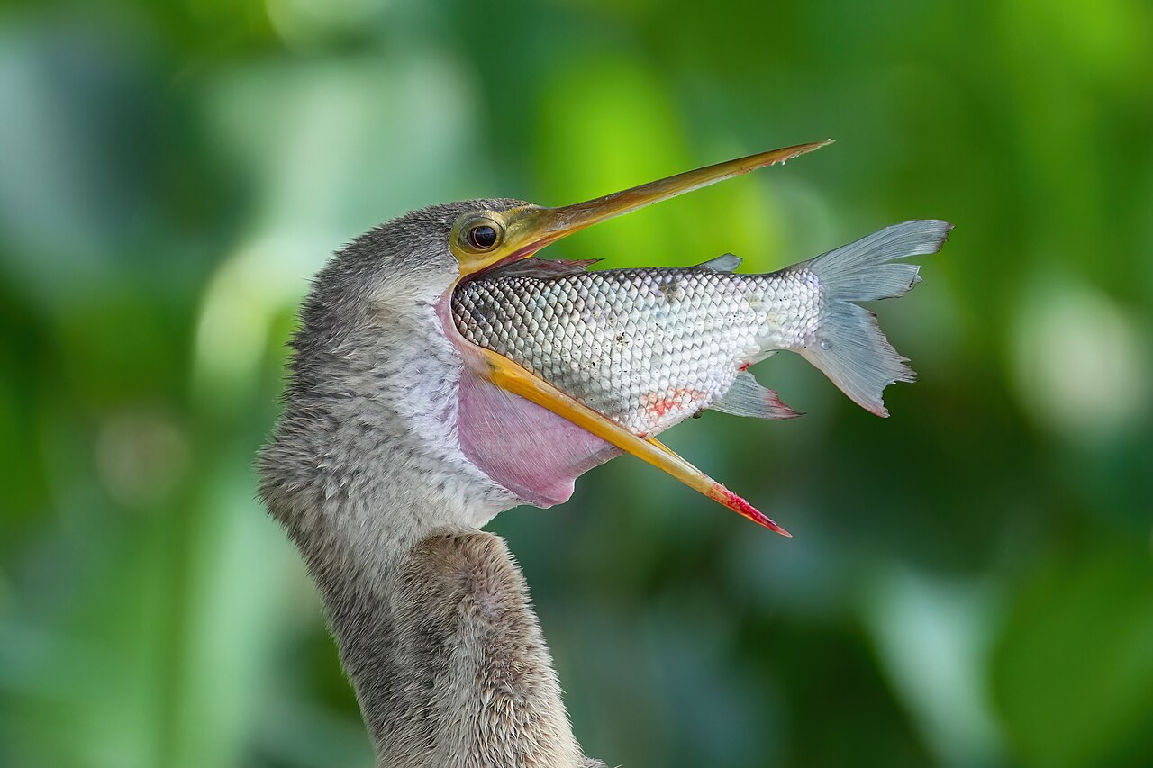 Eating
