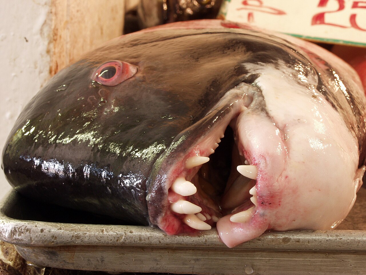 Fish as food